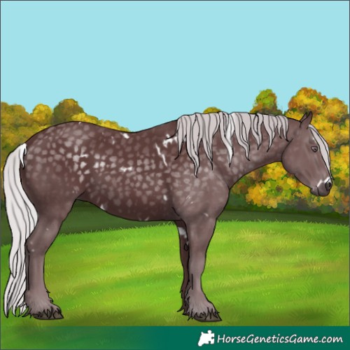 Horse Color:White Spotted Chocolate Silver Black Chinchilla
