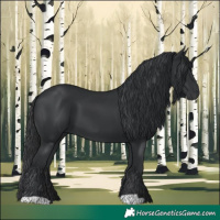 Horse Color:Black 