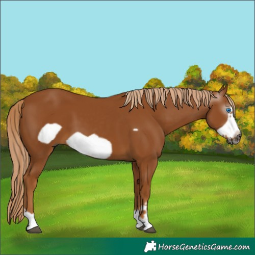 Horse Color:Gray Chestnut Frame 