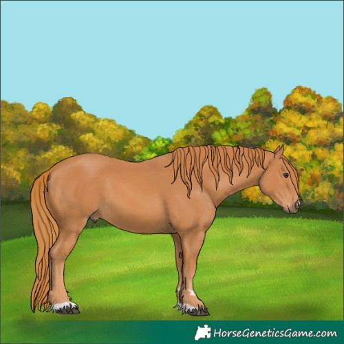 Horse Color:Chestnut 