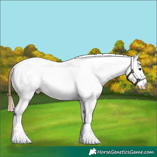 Horse Color:White Spotted Chestnut 