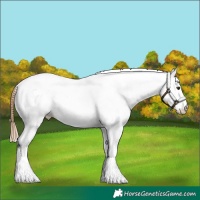 Horse Color:White Spotted Chestnut 