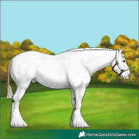 Horse Color:White Spotted Chestnut 