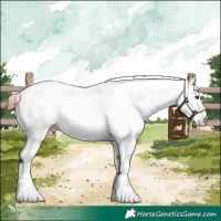 Horse Color:White Spotted Chestnut 