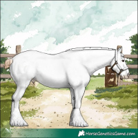 Horse Color:White Spotted Chestnut 
