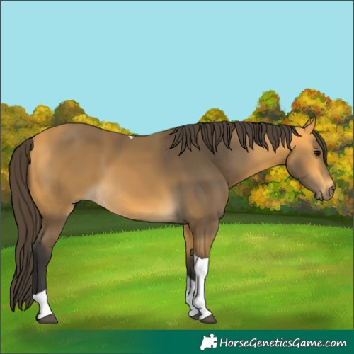 Horse Color:Buckskin Tobiano