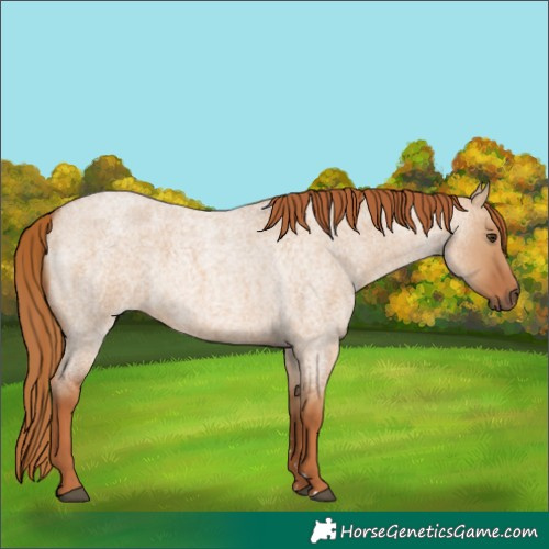 Horse Color:Red Dun Roan 