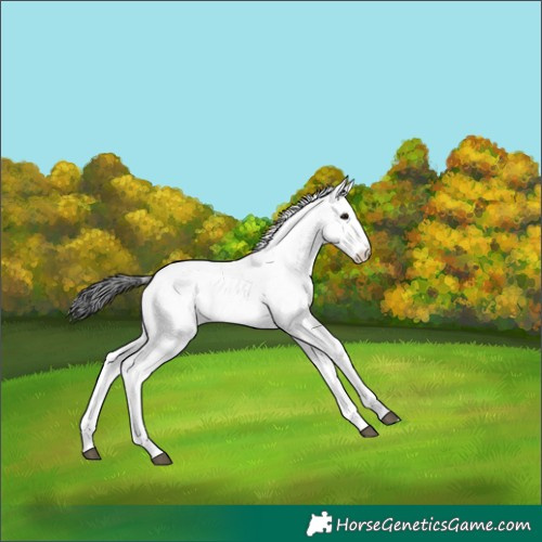 Horse Color:Unknown 