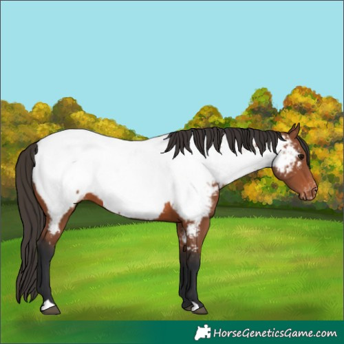 Horse Color:Bay Appaloosa 