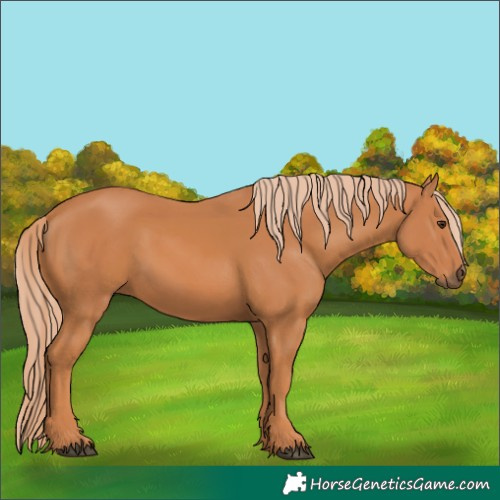 Horse Color:Chestnut 