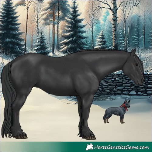 Horse Color:Black 