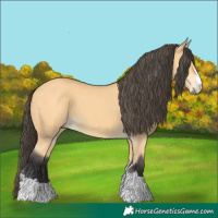 Horse Color:Buckskin 