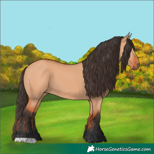 Horse Color:Bay Dun 