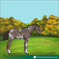 Horse Color:Liver Chestnut Ice Sabino 