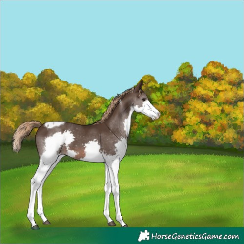 Horse Color:Liver Chestnut Splash Tobiano 