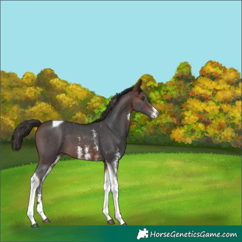 Horse Color:Brown Sabino Tobiano 