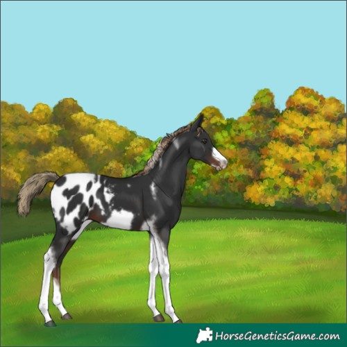 Horse Color:Liver Chestnut Tobiano Frame Blanket 