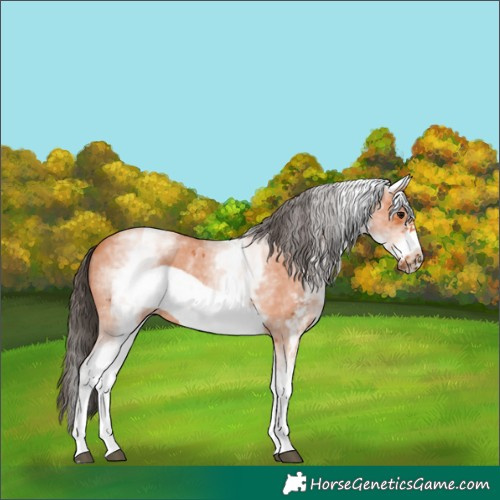 Horse Color:White Spotted Bay Sabino Frame
