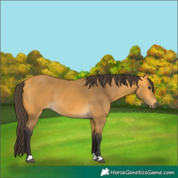 Horse Color:Buckskin 