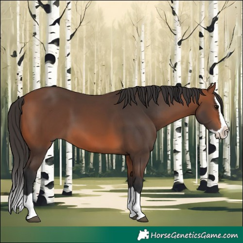 Horse Color:Bay Splash 
