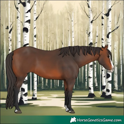 Horse Color:Bay Splash