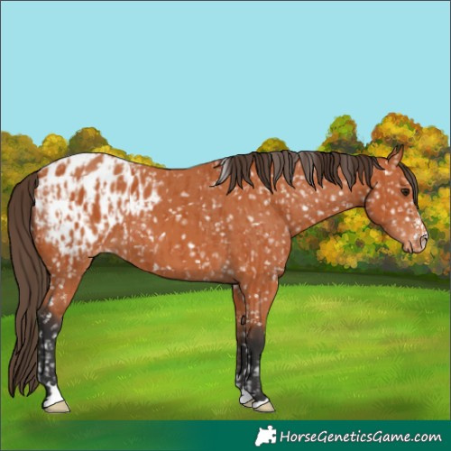 Horse Color:Bay Appaloosa  and Bay Appaloosa 