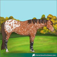 Horse Color:Bay Blanket  and Bay Blanket 