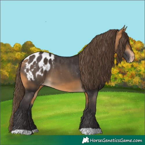 Horse Color:Buckskin Blanket 