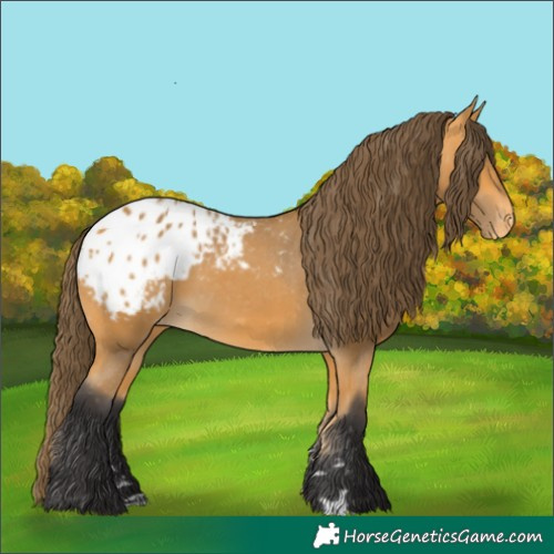 Horse Color:Buckskin Blanket