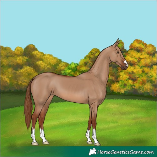 Horse Color:Red Dun 