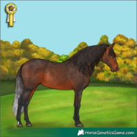 Horse Color:Bay Rabicano 