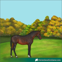 Horse Color:Brown Rabicano