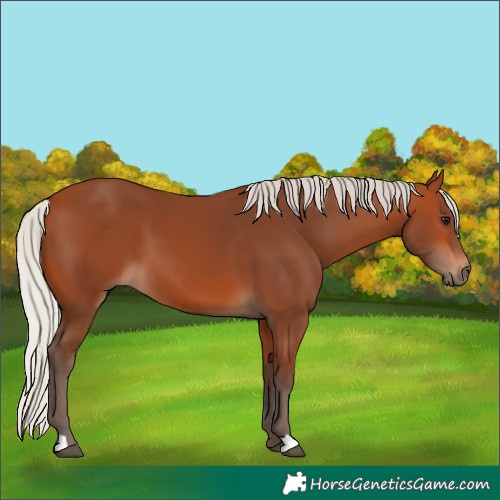 Horse Color:Silver Bay 