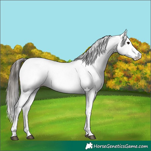 Horse Color:White Spotted Bay 
