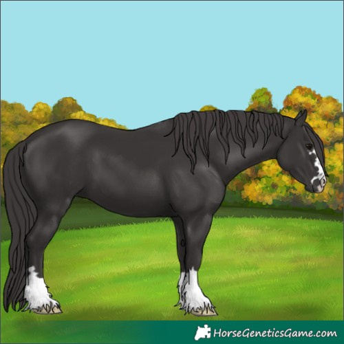 Horse Color:Smoky Black 