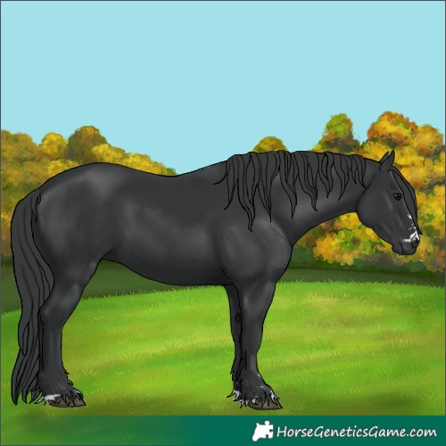 Horse Color:Black 