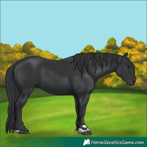 Horse Color:Black 