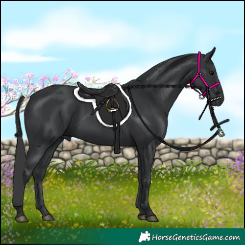 Horse Color:Black 