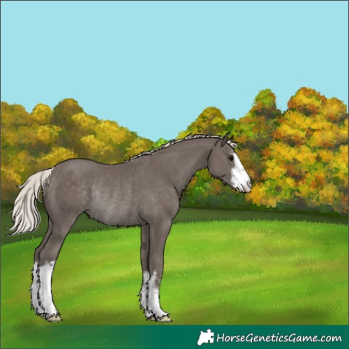 Horse Color:White Spotted Silver Black Appaloosa Rabicano 