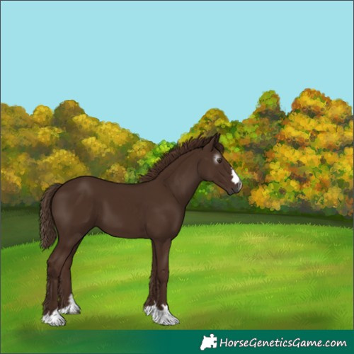 Horse Color:Unknown 