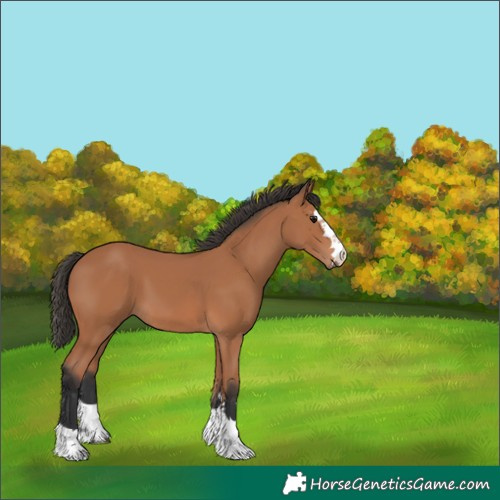 Horse Color:Unknown 