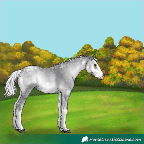 Horse Color:White Spotted Silver Blue Onyx Chinchilla Ice Appaloosa Rabicano 