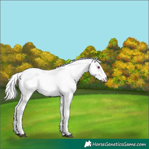 Horse Color:White Spotted Chestnut Chinchilla Ice Appaloosa Rabicano 