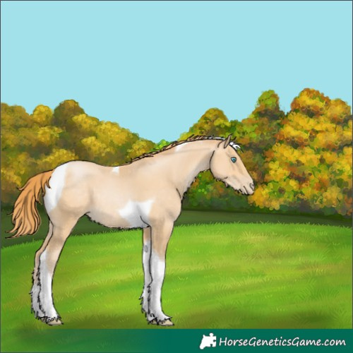 Horse Color:Buckskin Pearl Tobiano 