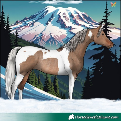Horse Color:Silver Brown Dun Tobiano Rabicano 