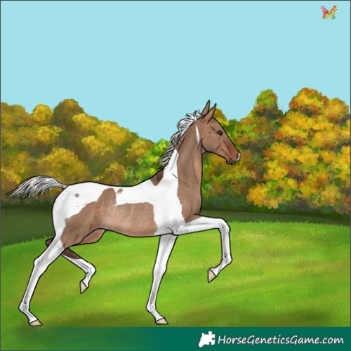 Horse Color:Silver Brown Dun Tobiano Rabicano 