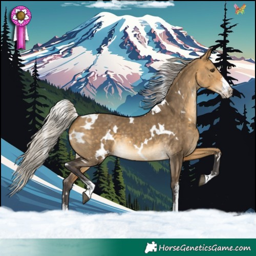 Horse Color:White Spotted Silver Buckskin Dun Sabino 