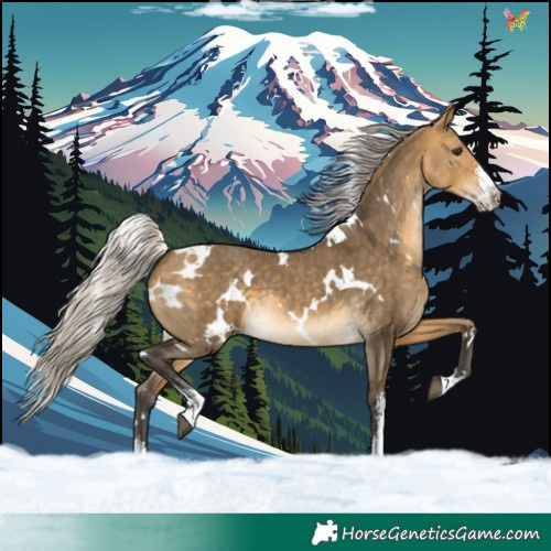 Horse Color:White Spotted Silver Buckskin Dun Sabino 