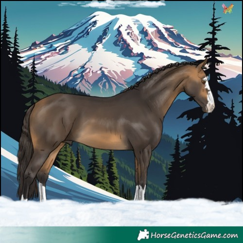 Horse Color:Buckskin 