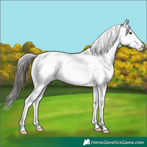 Horse Color:White Spotted Bay 